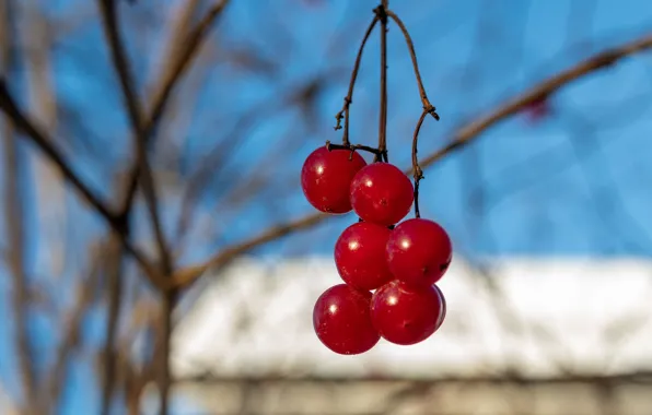 Picture autumn, the sky, macro, close-up, branches, berries, fruit, red, blue background, bokeh, Kalina