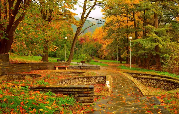Picture Autumn, Trees, Lights, Dog, Park, Fall, Foliage, Park, Autumn, Colors, Trees, Leaves, The West highland …