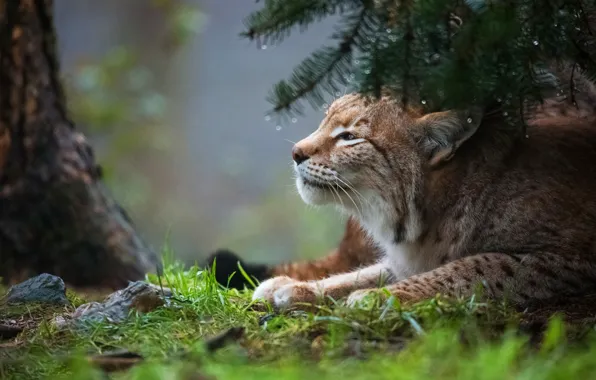 Picture look, face, branches, nature, portrait, lies, profile, lynx, needles