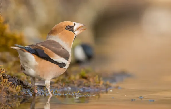 Picture water, nature, bird