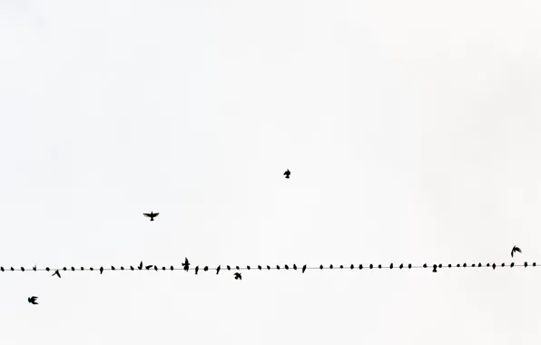 Picture the sky, birds, wire