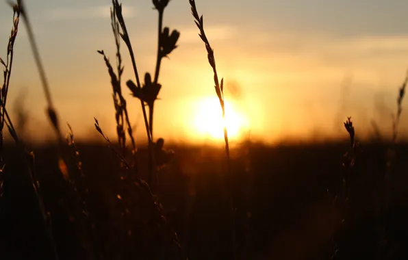 Picture the sky, the sun, nature, barley