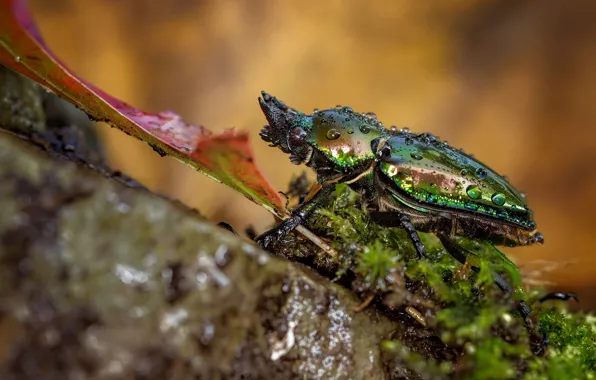 Picture drops, macro, nature, green, background, stone, leaf, moss, beetle, insect, bug, brilliant