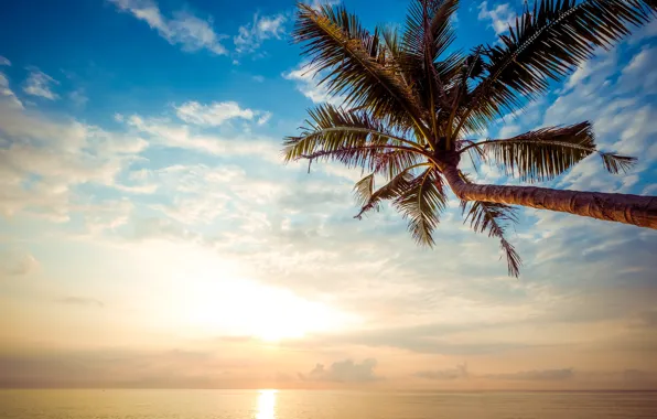 Picture sand, sea, wave, beach, summer, sunset, palm trees, shore