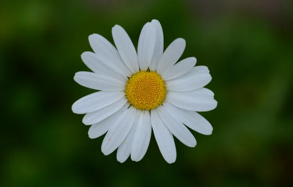 Picture macro, Daisy, Issyk-Kul