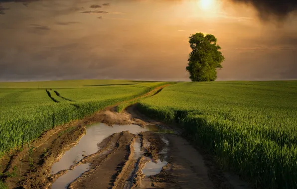 Picture road, greens, field, summer, the sky, grass, the sun, clouds, sunset, tree, the evening, puddle, …
