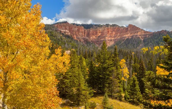 Picture autumn, mountains, rocks, tree, yellow leaves