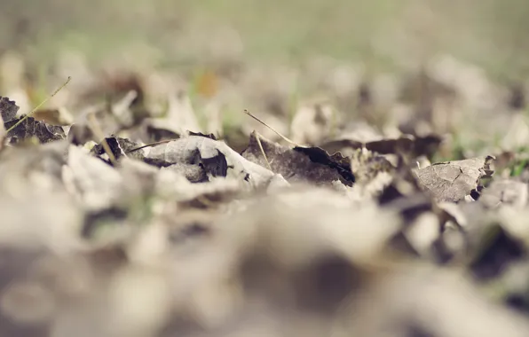 Picture leaves, dry, fallen, bokeh