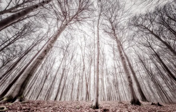Picture forest, trees, fog