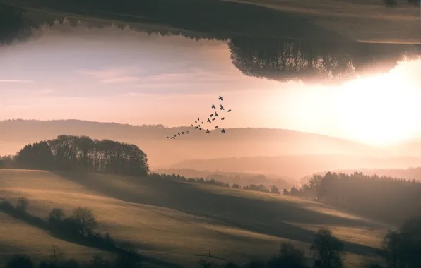 Picture trees, birds, hill, interplanar