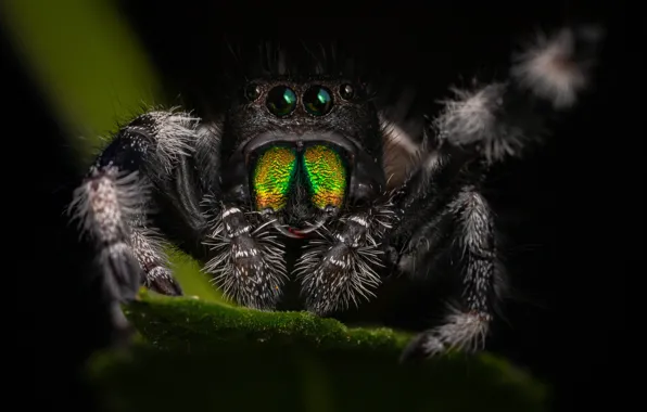 Picture look, macro, leaf, spider, black background, foot, jumper, spider, jumping spider, the Hoppy