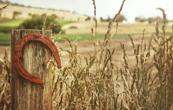Picture field, summer, plants, fence, ears, column, horseshoe
