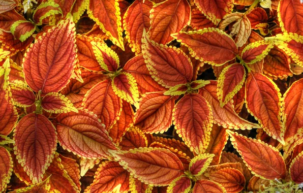 Picture leaves, nature, paint, plant, Coleus In Bloom