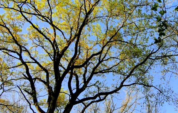 Picture tree, Forest, iran