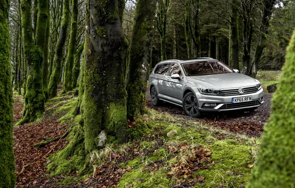 Picture forest, Volkswagen, Volkswagen, Passat, Passat