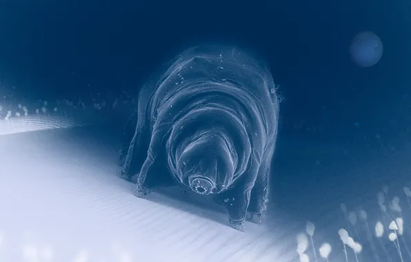 Picture the universe, others, microorganisms