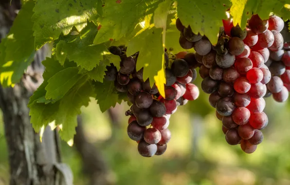 Picture leaves, red, fruit, grapes, vineyard, bunches, bokeh