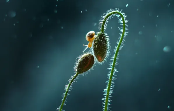 Picture macro, snail, buds
