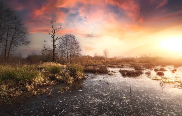 Picture the sky, grass, dawn, shore, swamp, pond, a dry tree
