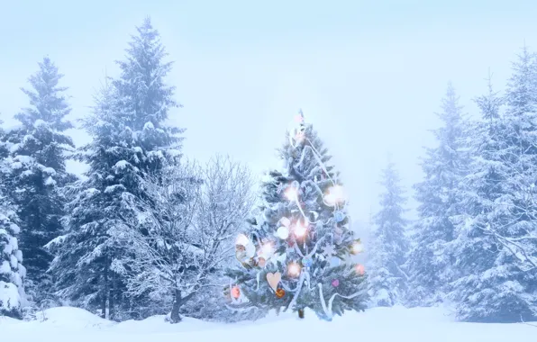 Picture forest, tree, a remake