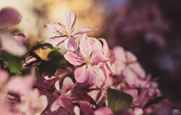 Picture the sun, sunset, tree, spring, may, Apple, pink Apple, flowering Crabapple, red Apple