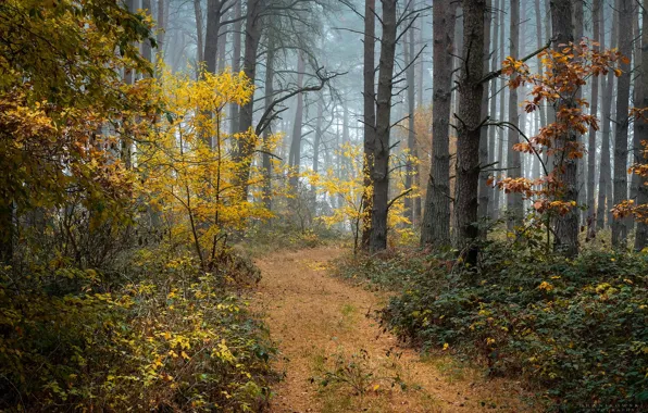 Picture forest, trees, nature, fog, path