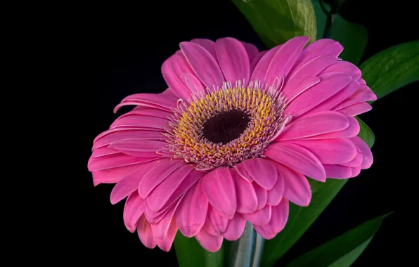 Picture flower, background, petals, gerbera