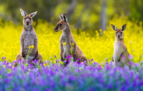 Picture flowers, glade, yellow, garden, kangaroo, three, trio, lilac, bokeh, poses