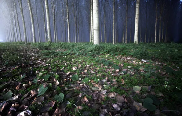 Picture leaves, trees, nature
