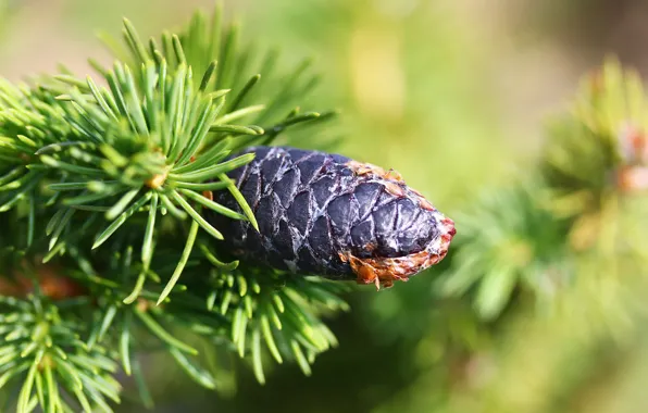 Picture needles, spruce, bump