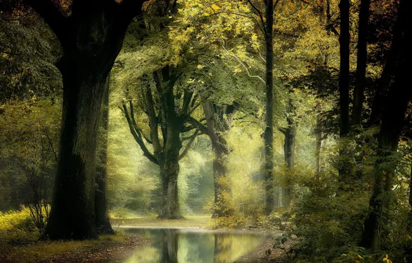 Picture autumn, forest, nature