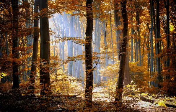 Picture autumn, forest, grass, leaves, the sun, light, trees, nature, yellow, orange