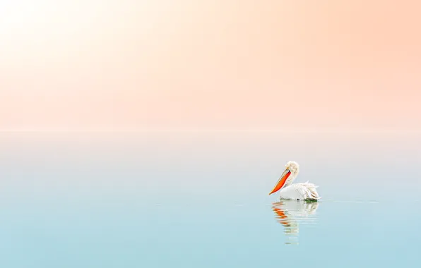 Picture water, bird, minimalism, gradient, bird, Pelican, pelican, pelican
