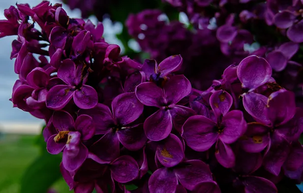 Picture greens, flower, the sky, beautiful, Lilac, flower, fujifilm xq2, sky. grass