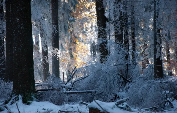 Picture winter, forest, snow, trees