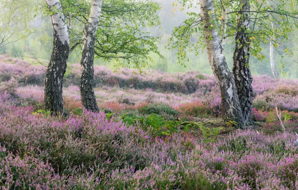 Picture nature, birch, Heather