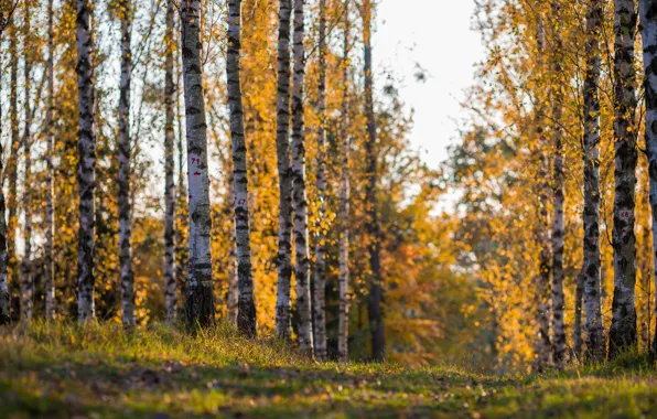 Picture autumn, nature, birch