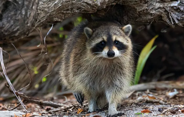 Picture pose, look, background, nature, walk, face, raccoon, leaves, tree, bokeh