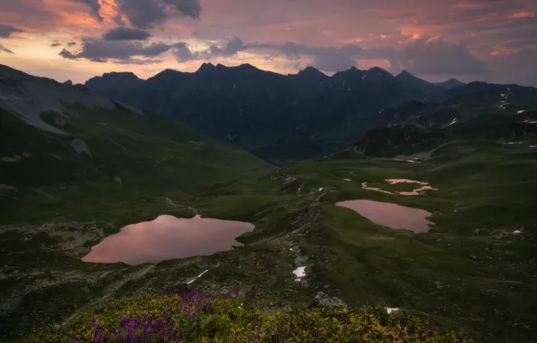 Picture flowers, mountains, lake