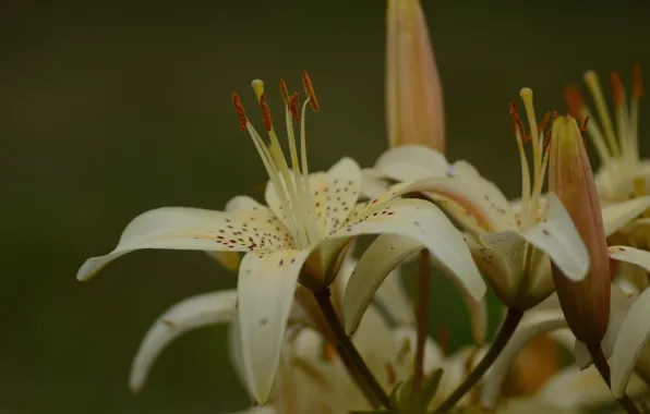 Picture summer, macro, Lily, petals