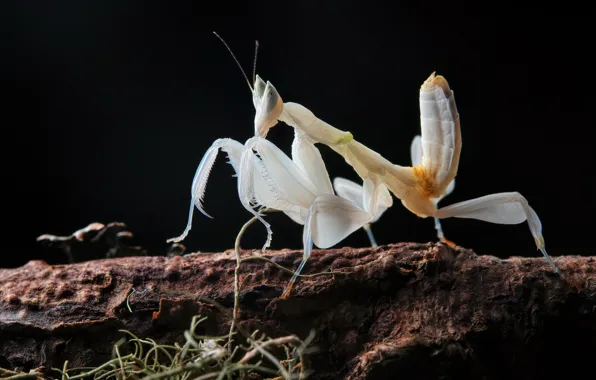 Picture white, look, macro, pose, branch, mantis, silhouette, insect, black background