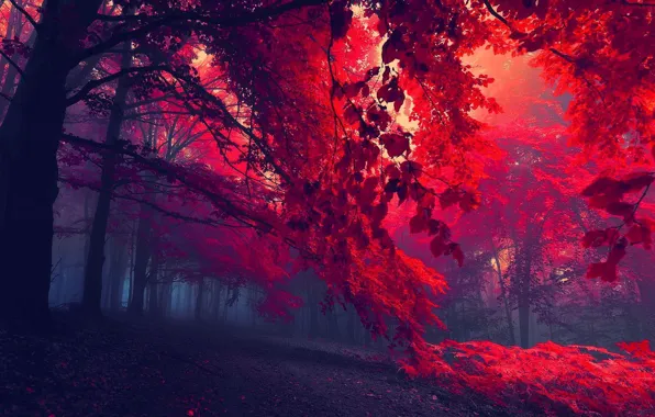 Picture autumn, leaves, trees, red