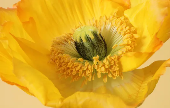 Picture flower, Mac, petals
