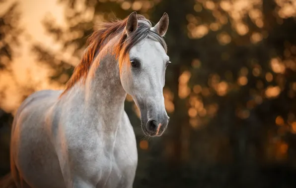 Picture horse, background, nature