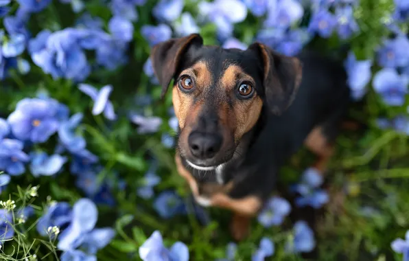 Picture look, face, flowers, glade, dog, spring, blue, black