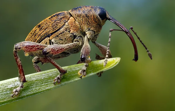 Picture macro, leaf, beetle, hairy, nose, red, insect, antennae, green background, weevil