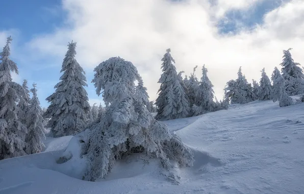 Picture winter, forest, the sky, clouds, snow, blue, ate, slope, the snow, shadows, Christmas trees, snowy, …