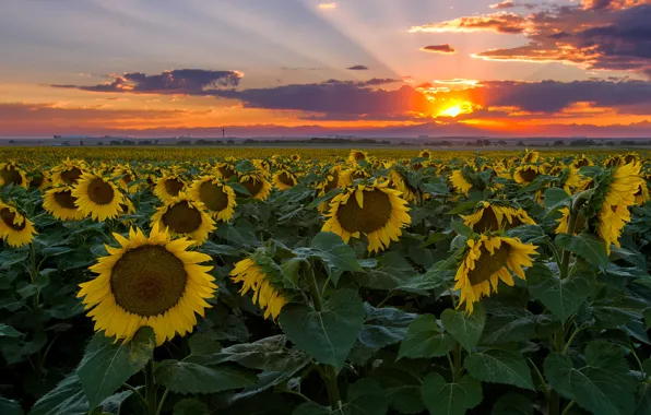 Picture flowers, plantation, lighting, field of sunflowers, leaves, the evening, out of the city, field, yellow, …