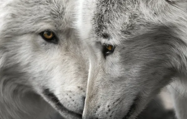 Picture wildlife, two wolves, whiskers, face, fur, wolf, gray wolf, love, mammal, head