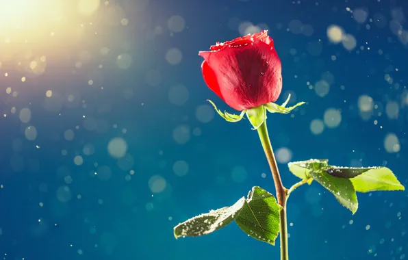 Picture snow, rose, Valentine's day, February, Valentine's Day